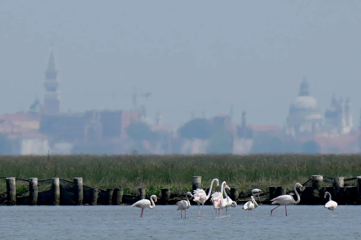 Flamingos flock to Venice in record numbers as wetlands restored