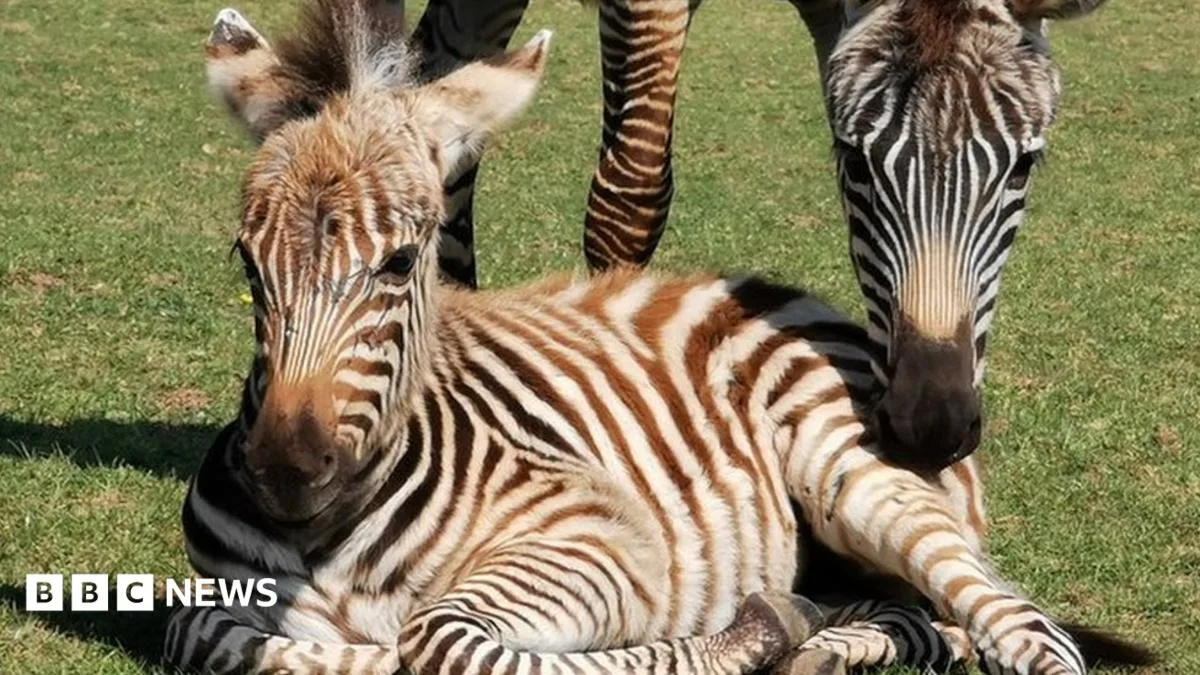Zebra Foal Dies in Fireworks Tragedy on Somerset Farm