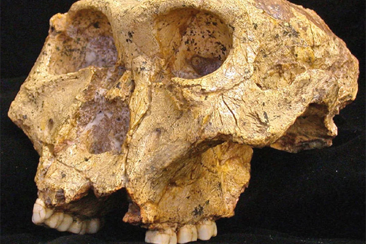 Two-million-year-old teeth unlock new secrets of ancient human relatives