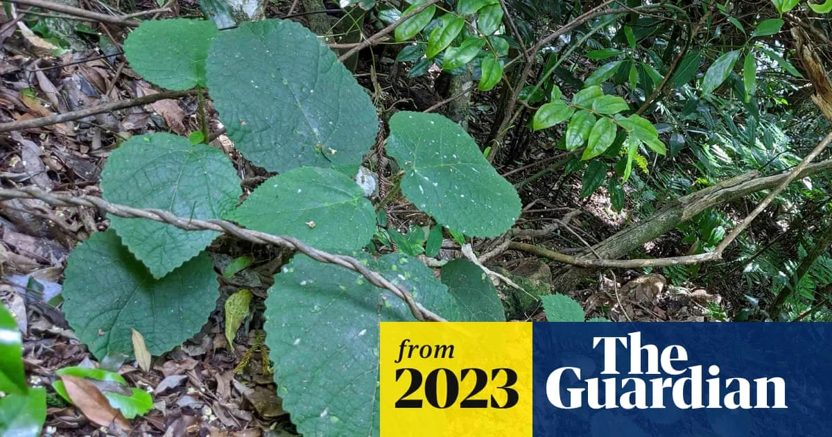 Toxic Australian Tree's Sting Offers Hope for New Painkillers