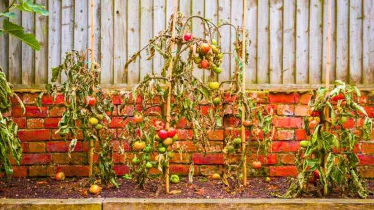 Gardeners Warned to Watch for Brown Spots on Tomatoes That Signal Devastating Blight