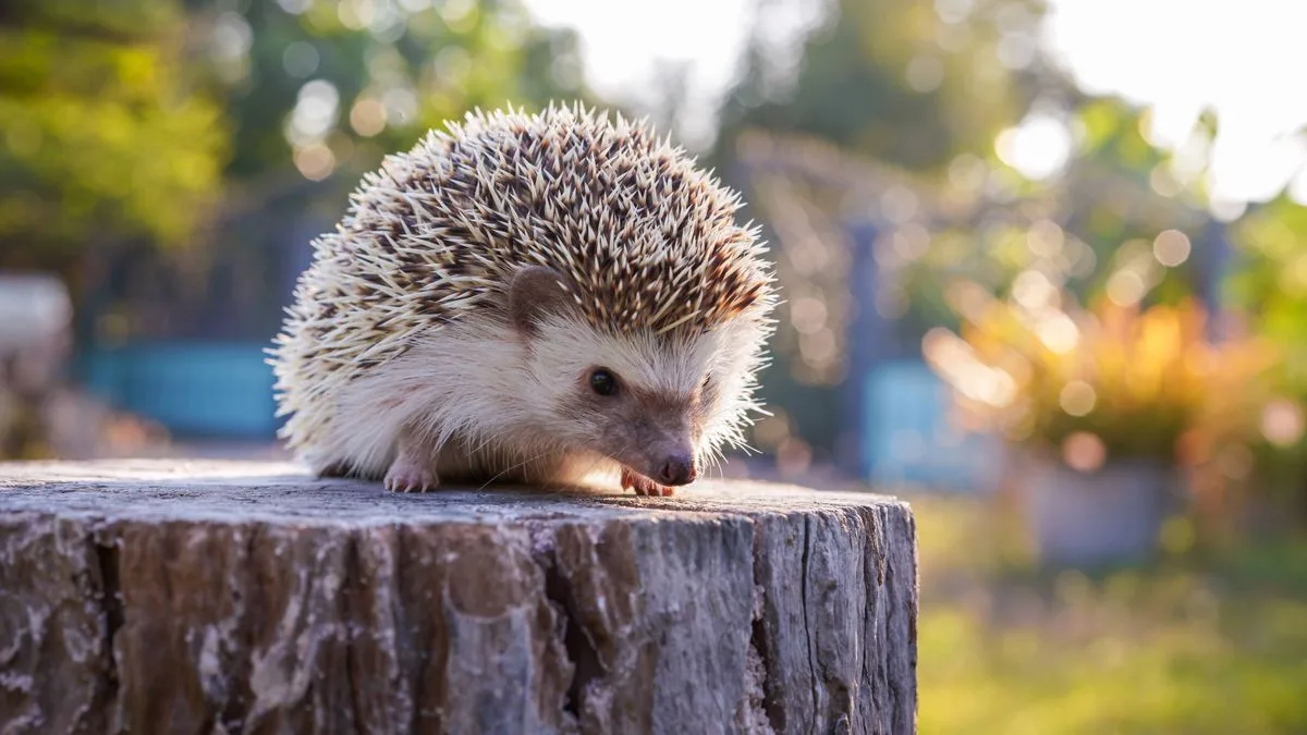 Gardeners Warned: Netting and Milk Deadly for Hedgehogs