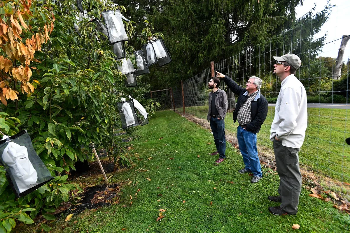 Genetic Analysis Could Accelerate American Chestnut Restoration