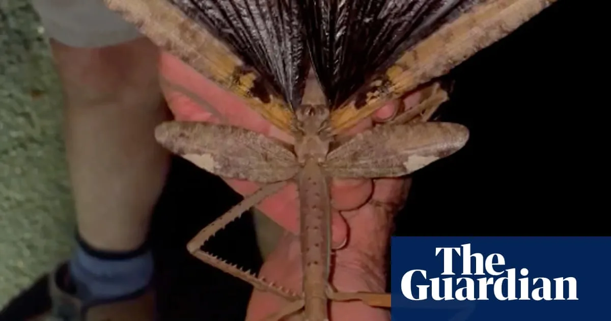 Giant Stick Insect With Bird-Sized Wings Found in Australia