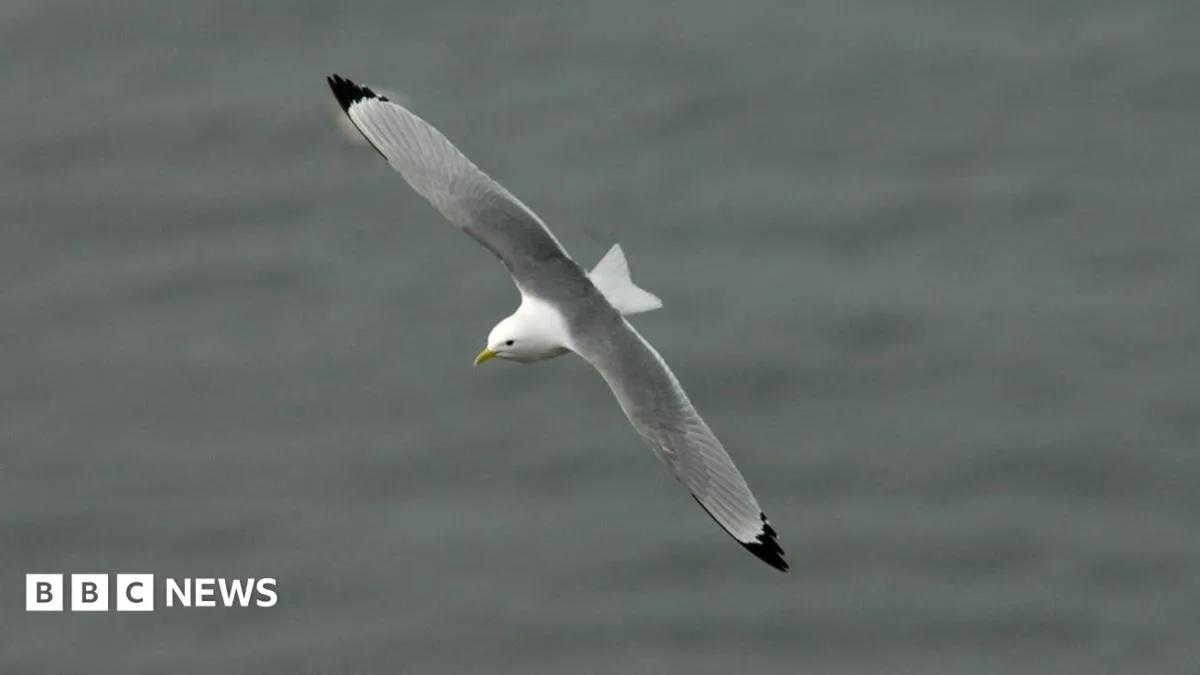 RSPB Warns Giant Wind Farm Threatens Puffins With Extinction