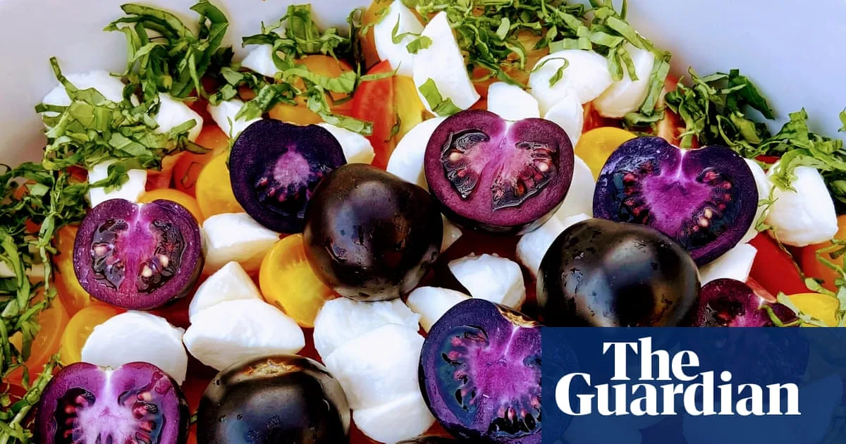 Genetically Modified Purple Tomatoes Approved for Sale in Australia