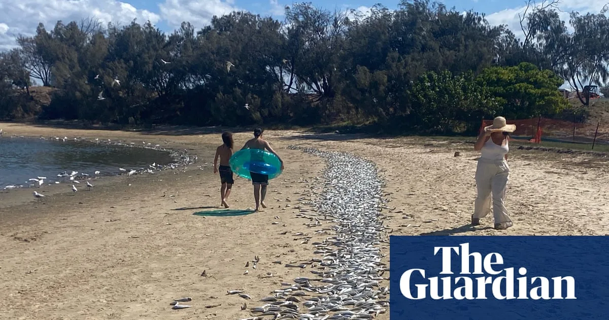 Thousands of dead fish wash up on Gold Coast beach as heatwave suspected