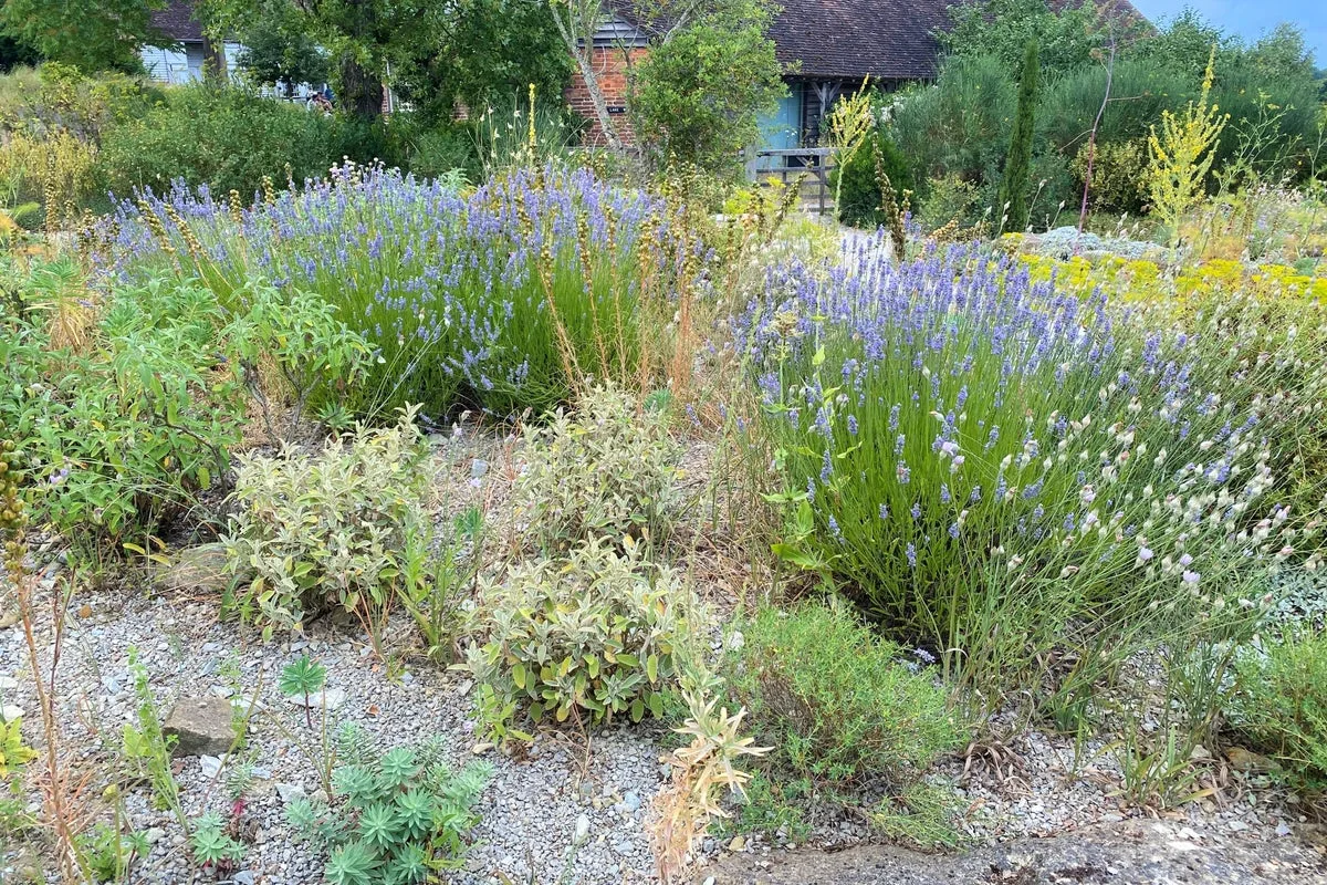 Gravel Gardens Offer Wildfire Protection and Water Savings