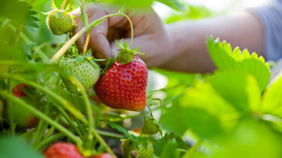 Gardener's Simple Strawberry Hack Could Save You Money on Plants