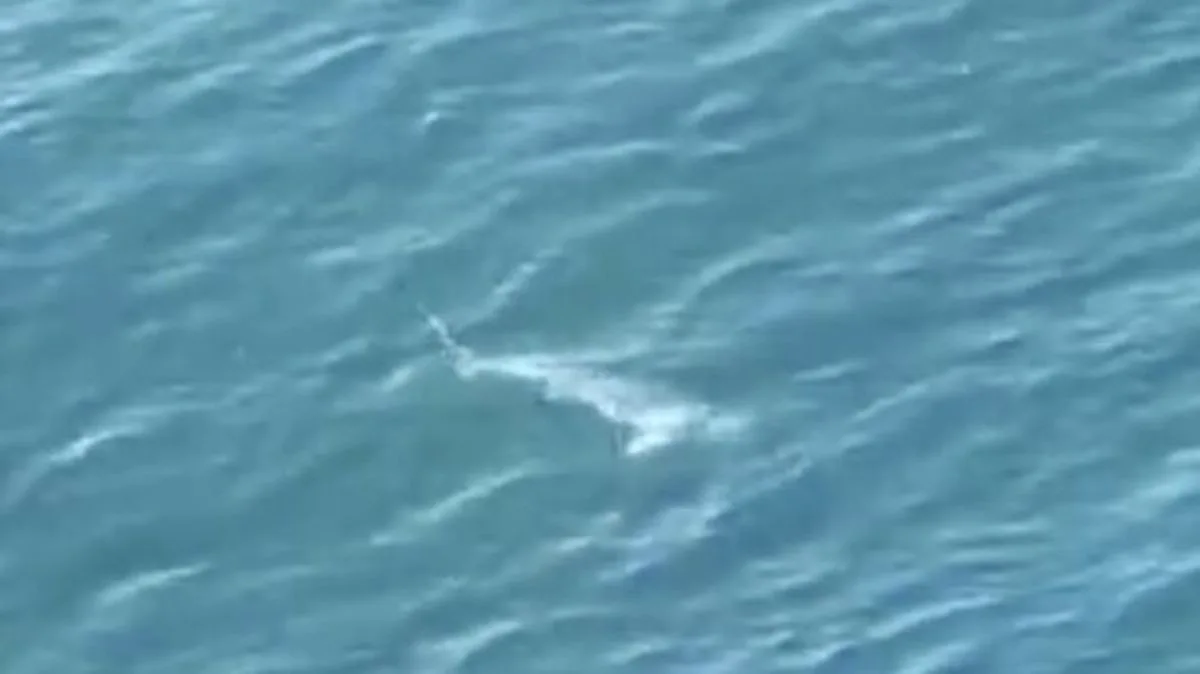 Helicopter Siren Saves Divers From 14ft Great White Shark
