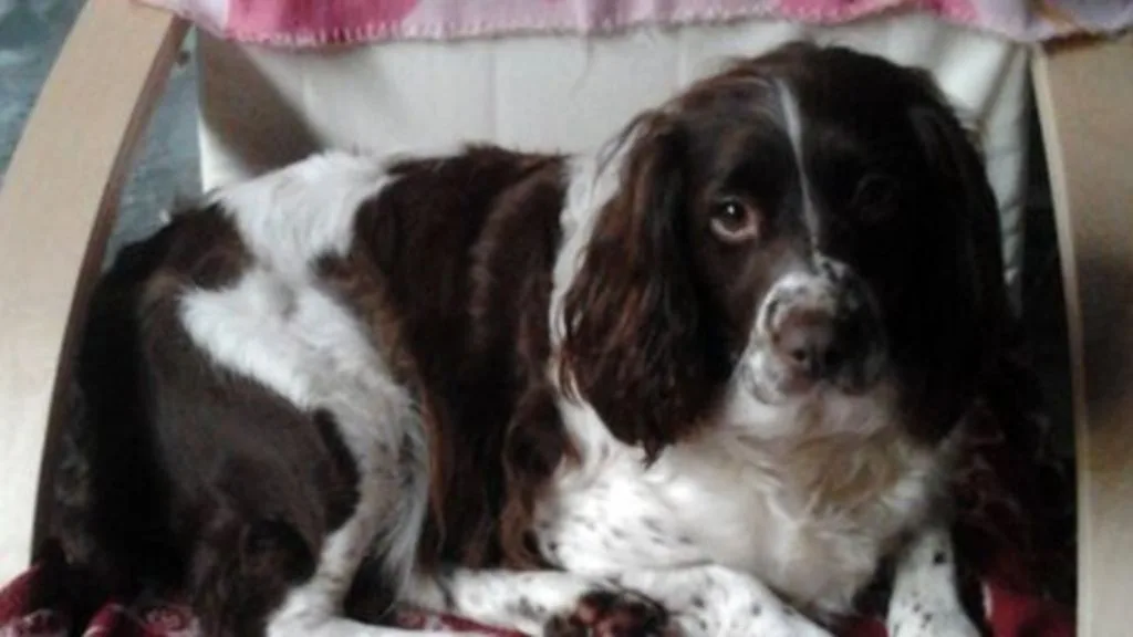 Hero dog saves owner from choking on sweet