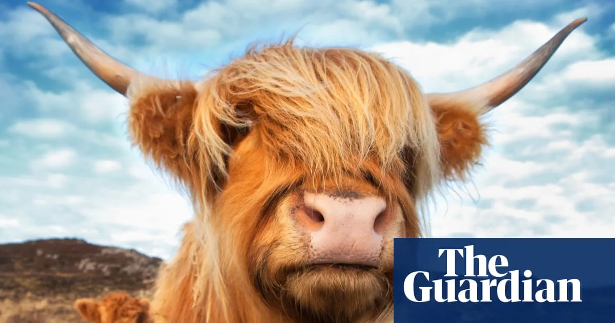 Highland Cows Removed from Kent Reserve After TikTok Fame Causes Distress