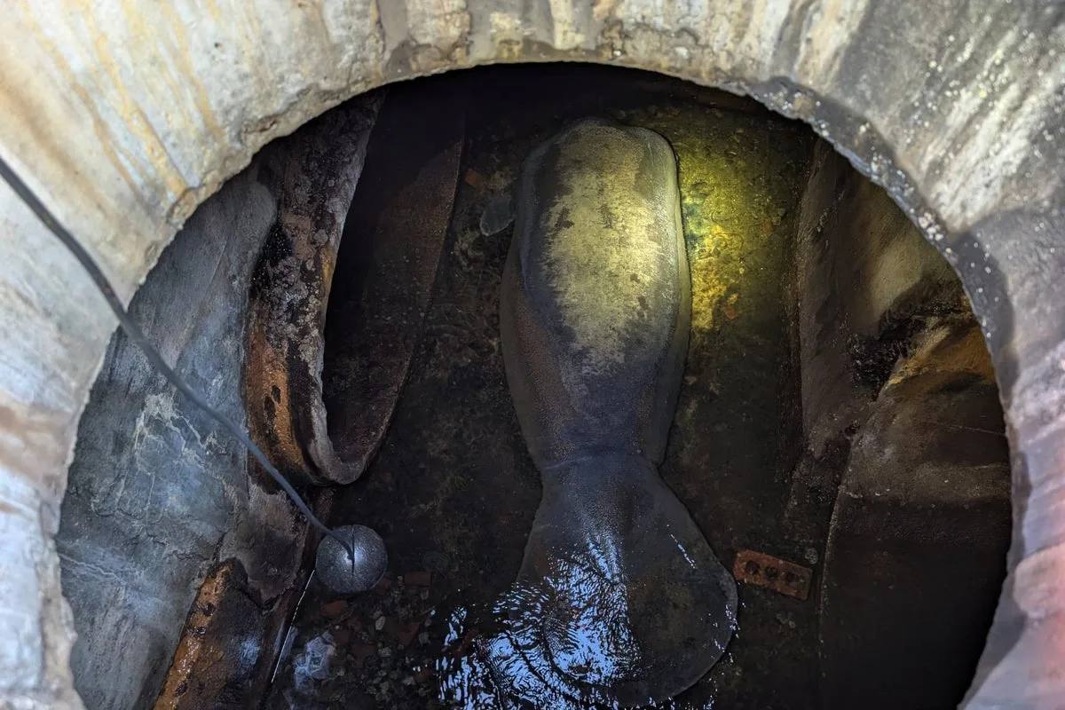 Huge Manatee Rescued from Storm Drain Recovering at SeaWorld