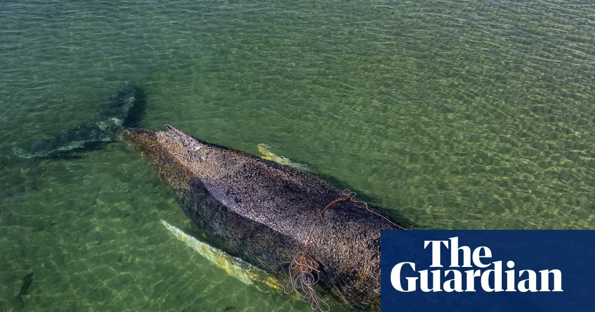 Humpback Whale Freed After 76 Hour German Rescue Mission