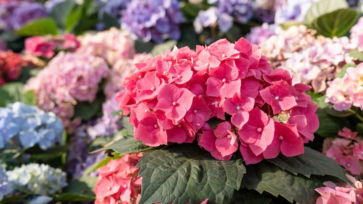 Three Simple April Tasks to Help Hydrangeas Thrive and Bloom