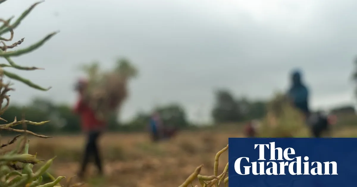 Ice Raids Target California Farm Workers