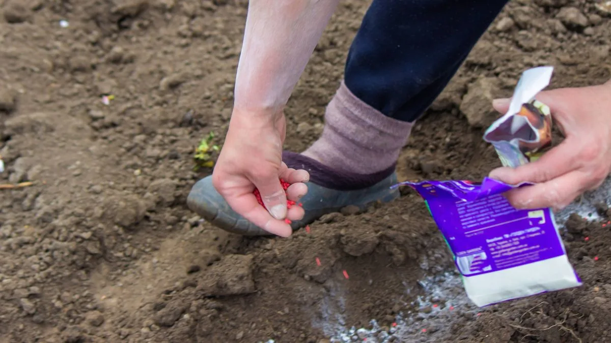 January Gardening: Four Plants to Sow Now for Better Blooms