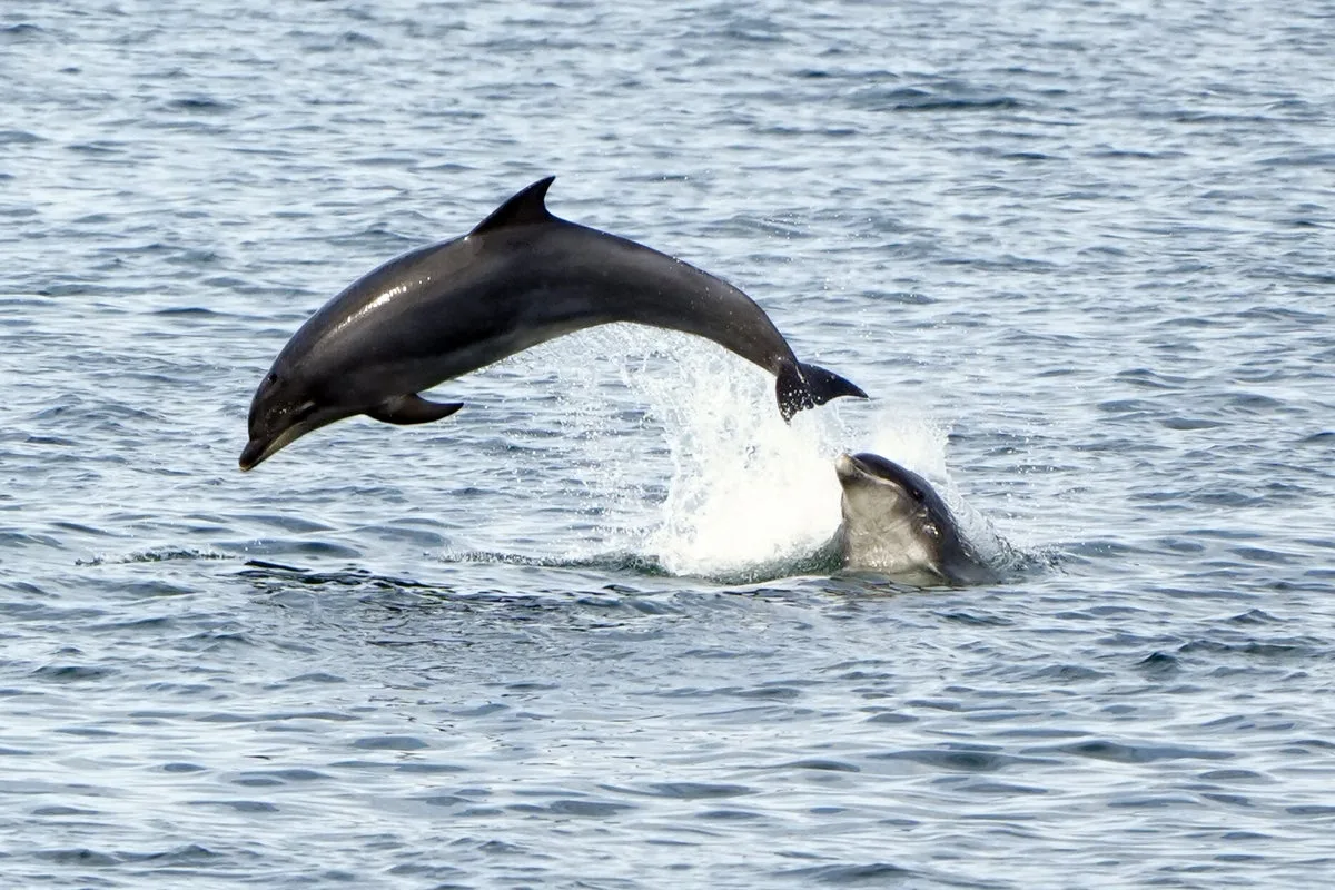 Cornwall Jet Ski User Banned from Disturbing Dolphins