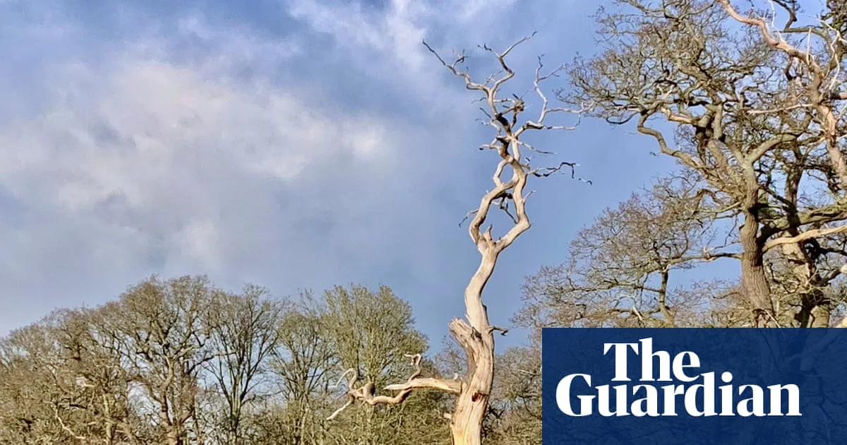 Kelo Tree: Shropshire's Dead Pine Defying Decay