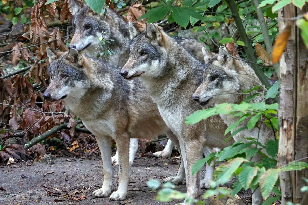 Kent Animal Park Euthanises Entire Wolf Pack After Fatal Infighting