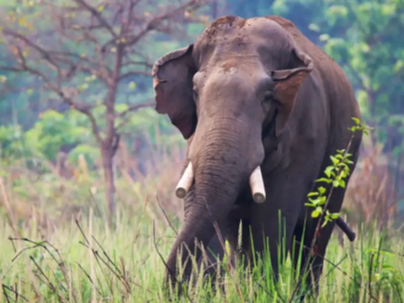 Killer Elephant Stalks Family, Kills Four Over 14 Years in Nepal