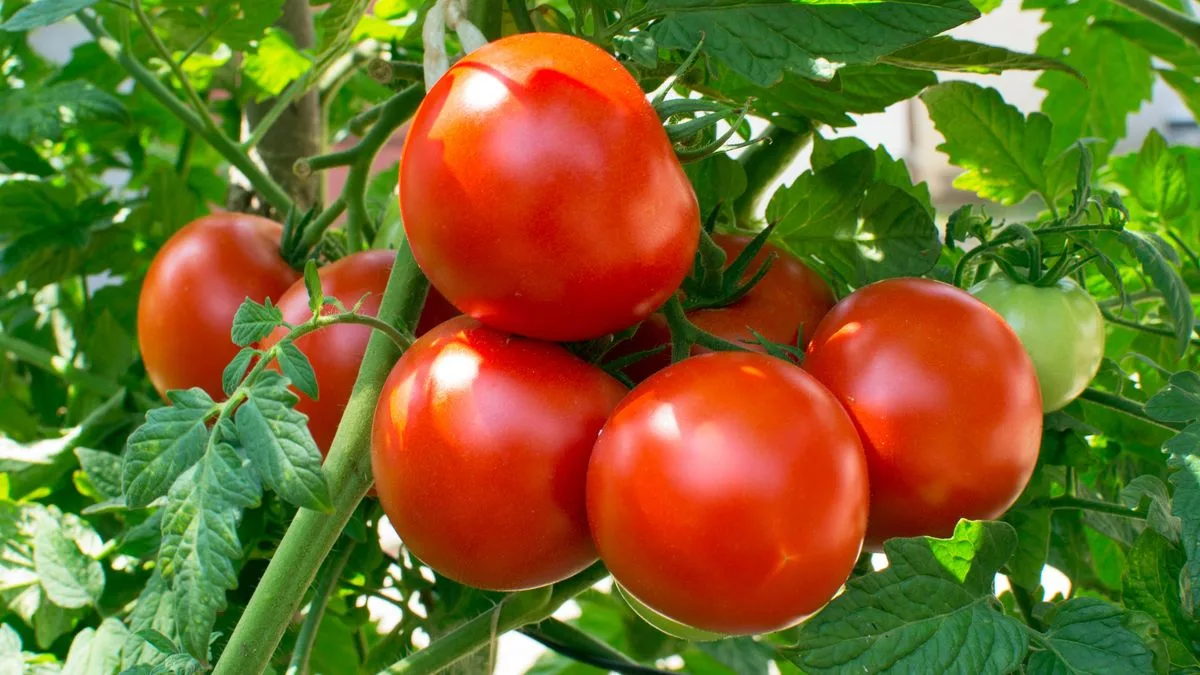 Boost Tomato Growth with Banana Peel Fertiliser, Expert Tips