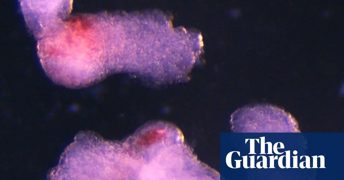Lab-Grown Human Embryo Models Produce Blood Cells in Breakthrough