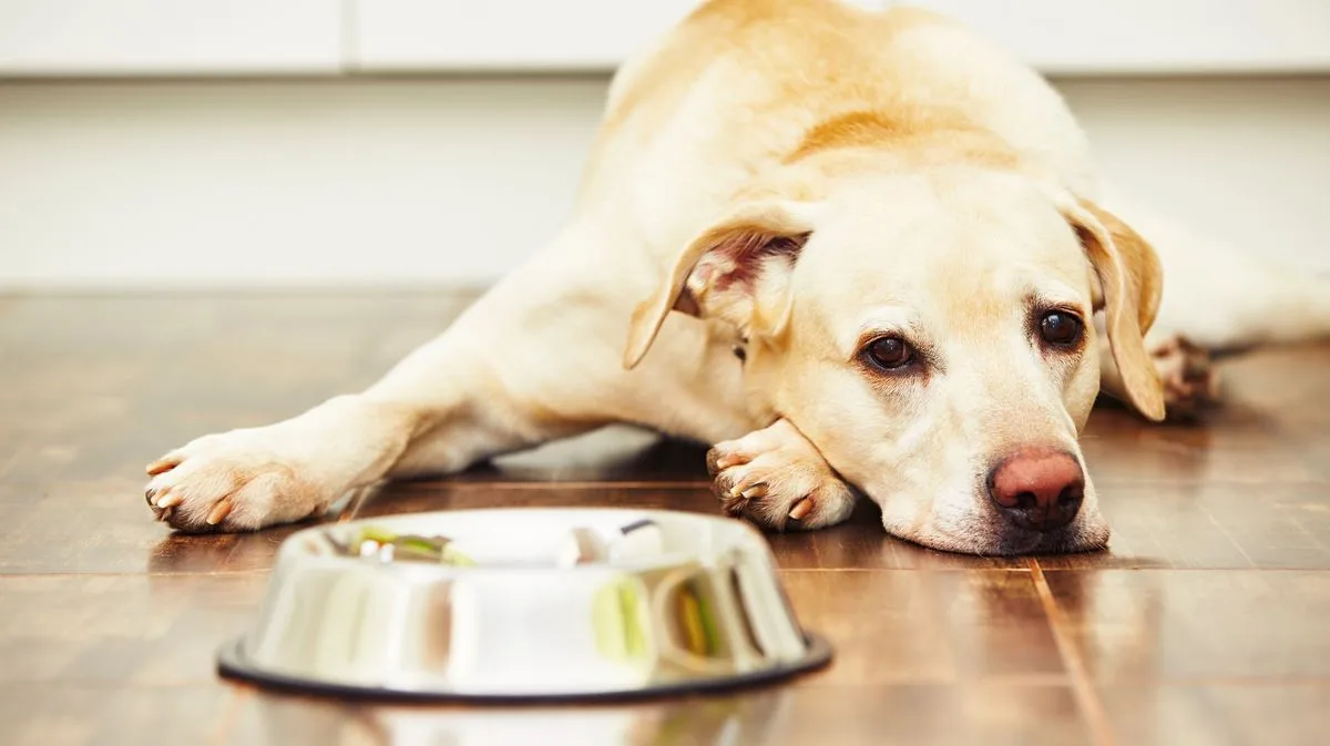 Labrador's Dementia Routine Moves Viewers to Tears
