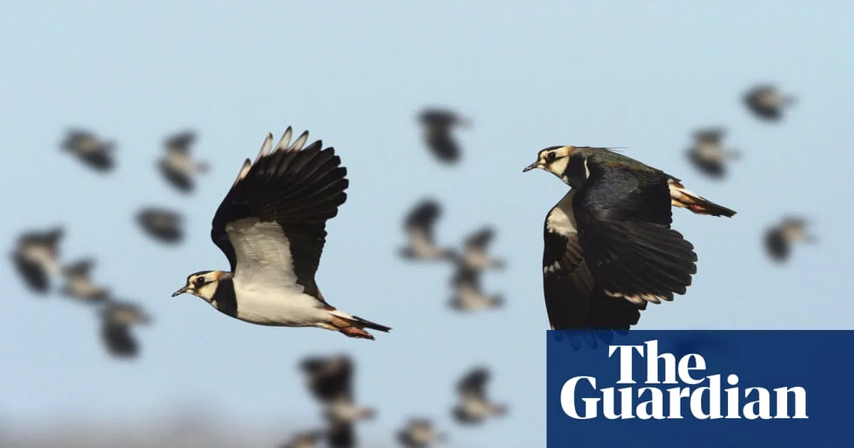 Lapwings Return to Norfolk After Decade-Long Absence