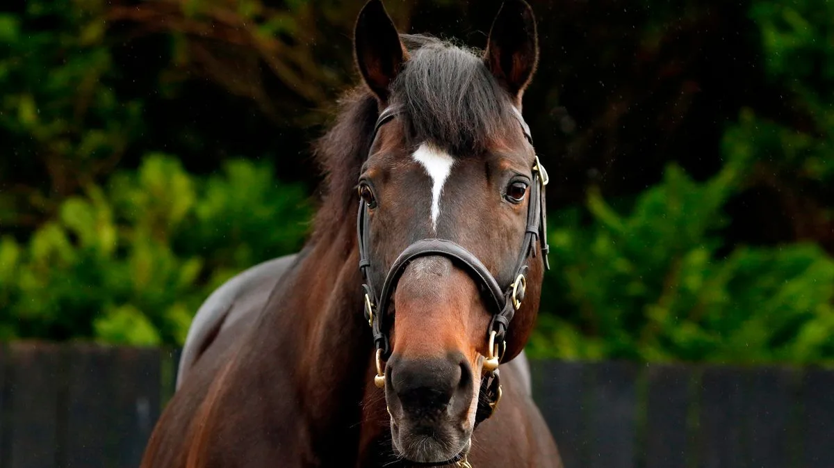 Constitution Hill's Sire Blue Bresil Dies Aged 20