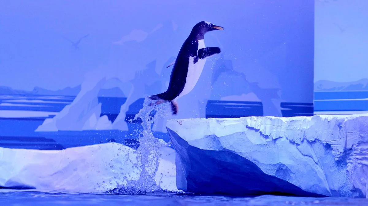 London Aquarium Penguins to Get New Habitat After Campaign
