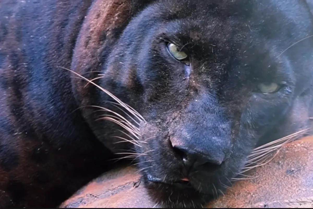 Malaysia zoo defends 'chonky' black leopard after viral video
