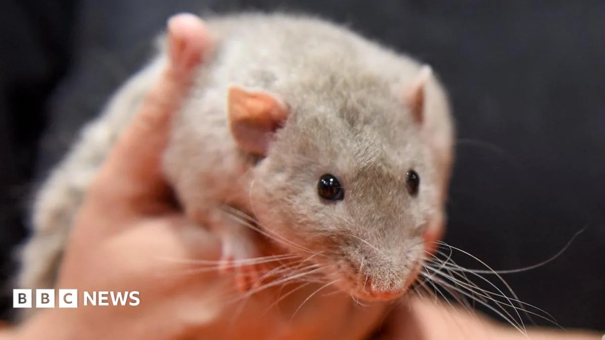 Woman Dies From Rat Bite Fever After Ignoring NHS Advice