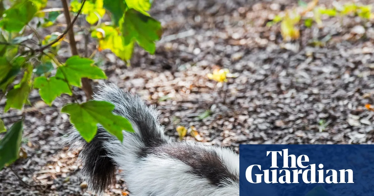 Man Dies of Rabies After Kidney Transplant from Donor Who Fought Skunk