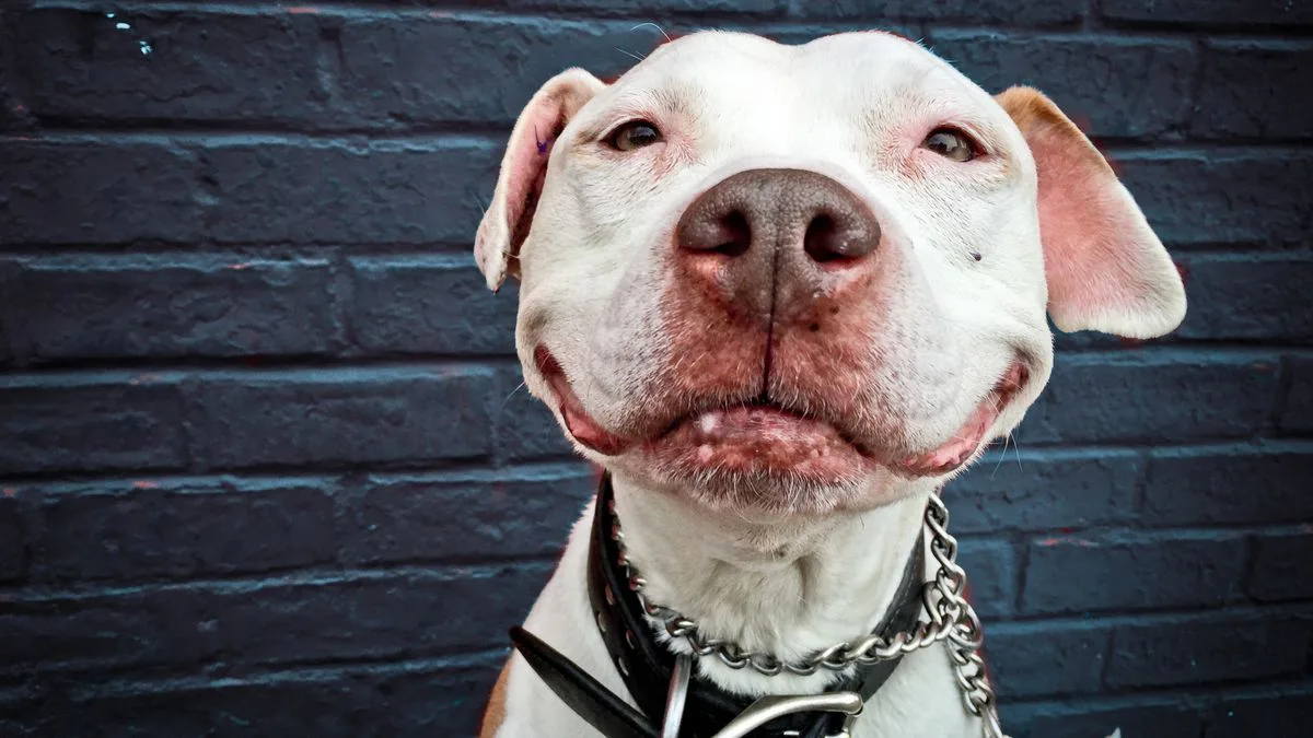 Rescued pit bull with a human-like smile becomes beloved pet