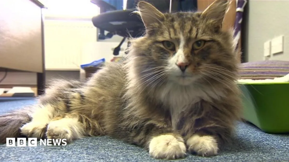 Missing Cat Found 'Feasting' in Pet Food Warehouse After a Year