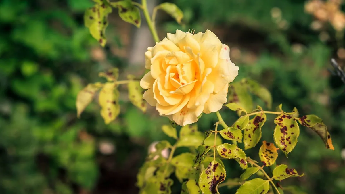 Monty Don Reveals Only Method to Eliminate Black Spots on Roses