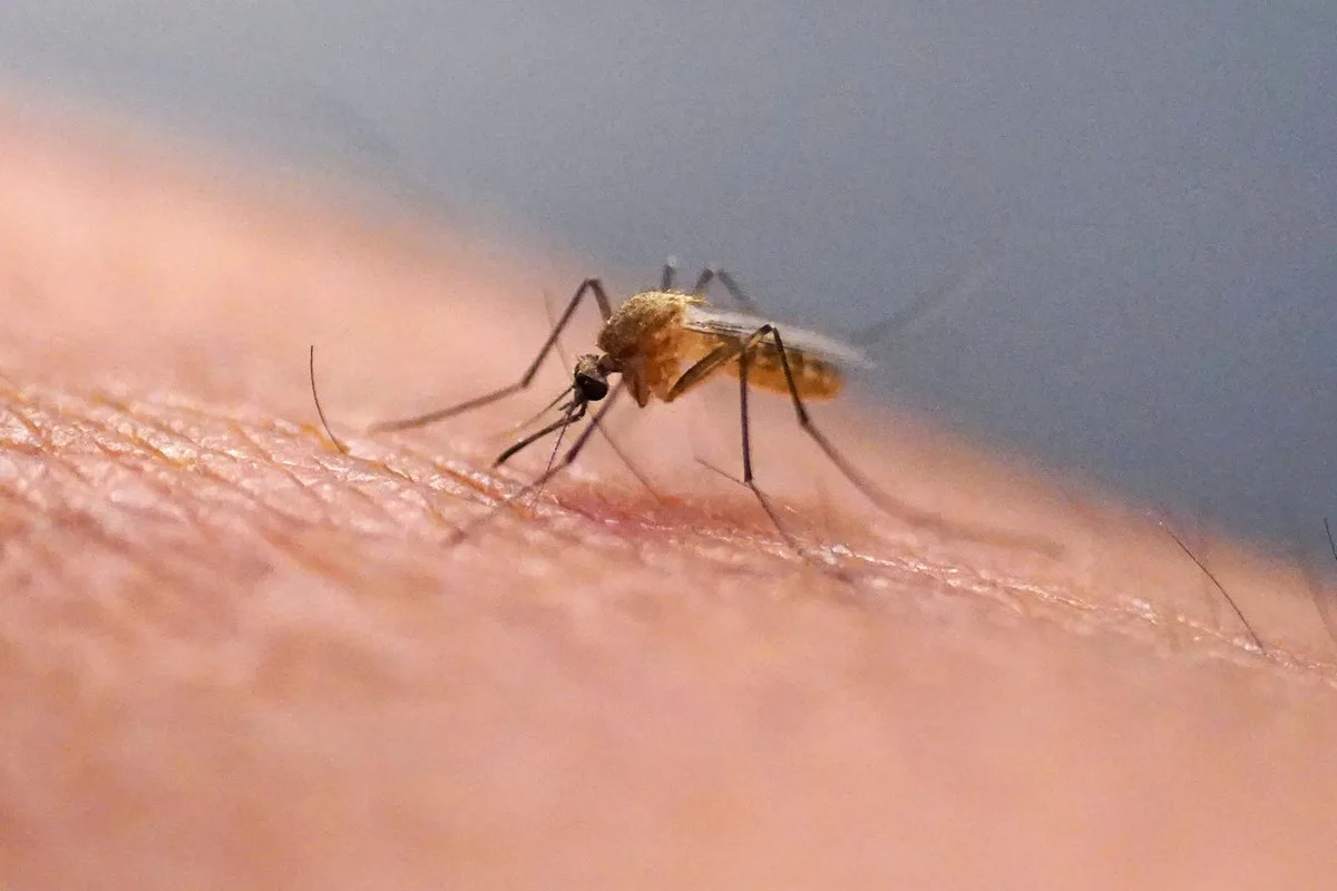 Mosquitoes Forced to Feed on Humans as Forests Shrink