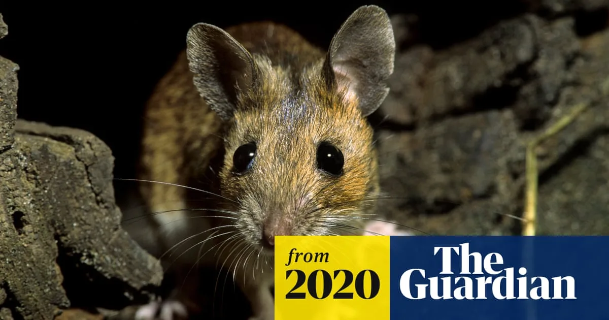 German Farmers Battle Plague of Field Mice Devastating Crops