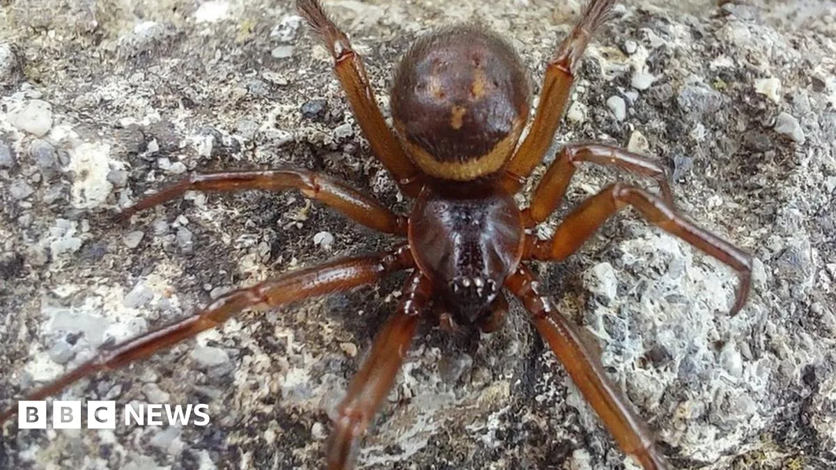Mother Warns of False Widow Spider Danger After Baby Bitten
