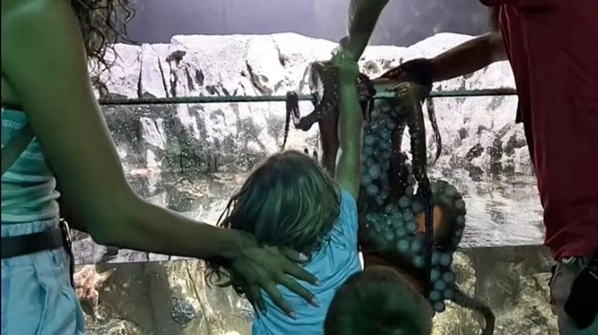 Octopus Grabs Boy's Arm at Texas Aquarium, Leaving Bruises