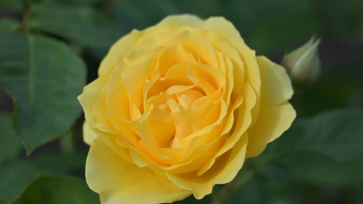 One Vital Winter Task For Abundant Rose Blooms This Spring