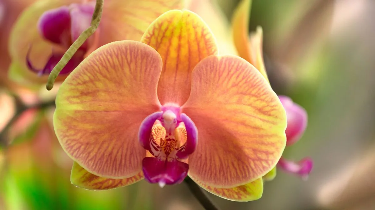 Orchid Care: Four Essential Spring Tasks to Encourage Reblooming