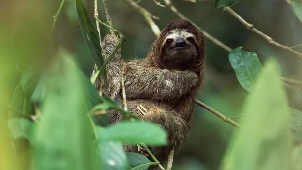 Oropouche Virus Alert: Three UK Cases of 'Sloth Fever'