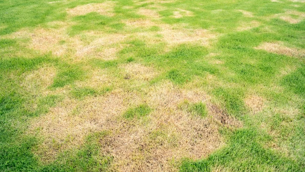 Patchy Lawns Can Recover by Summer with One Simple April Task