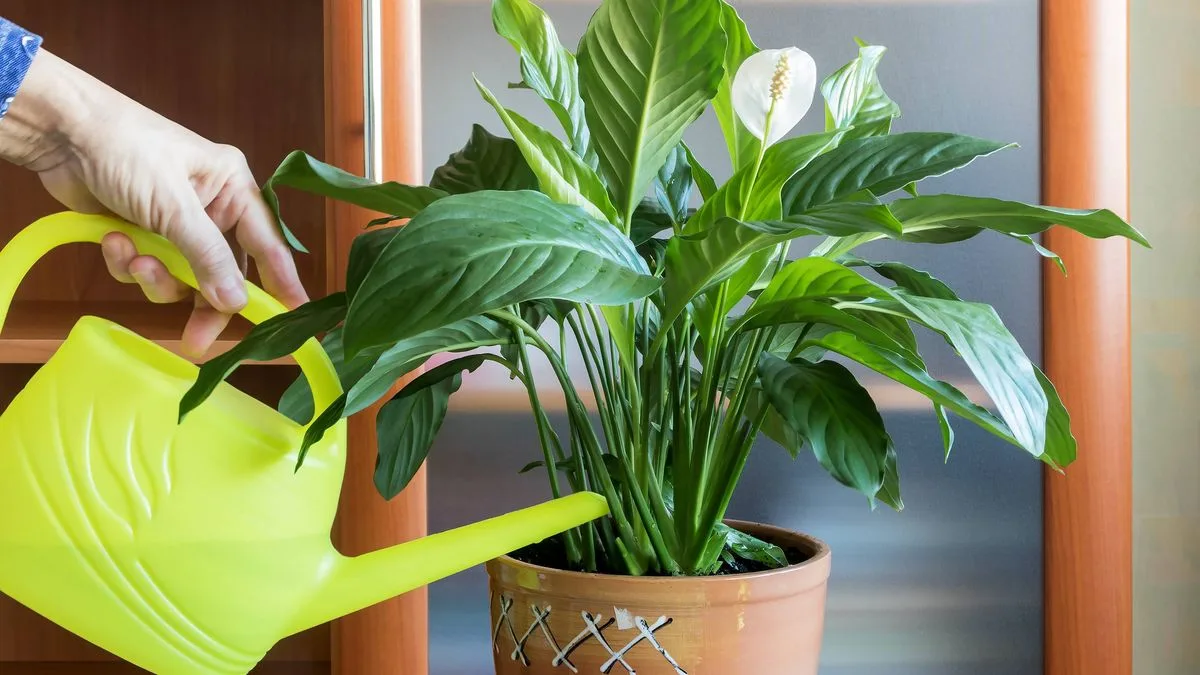 Peace Lily Blooms With Eight Flowers After Switching to Filtered Water