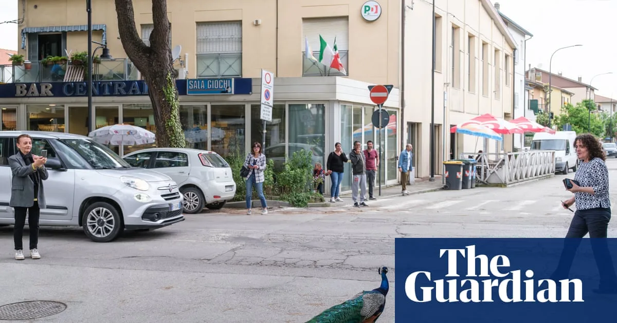 Peacock 'Invasion' of Italian Seaside Town Ruffles Feathers
