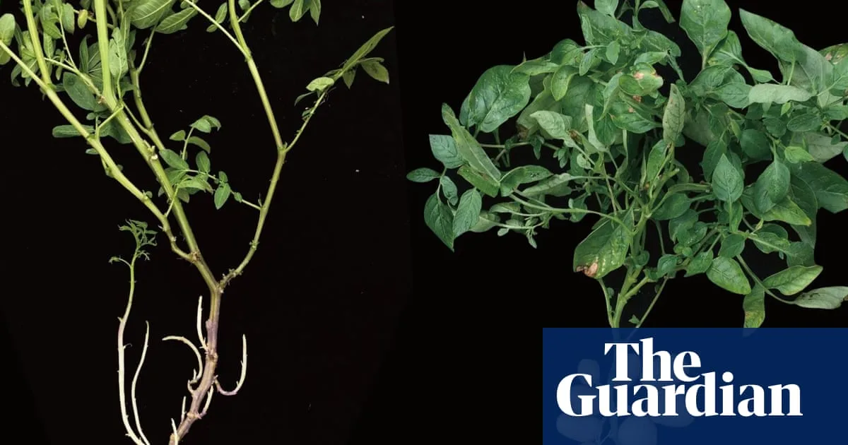 Potato Evolved from Tomato Ancestor, Study Reveals