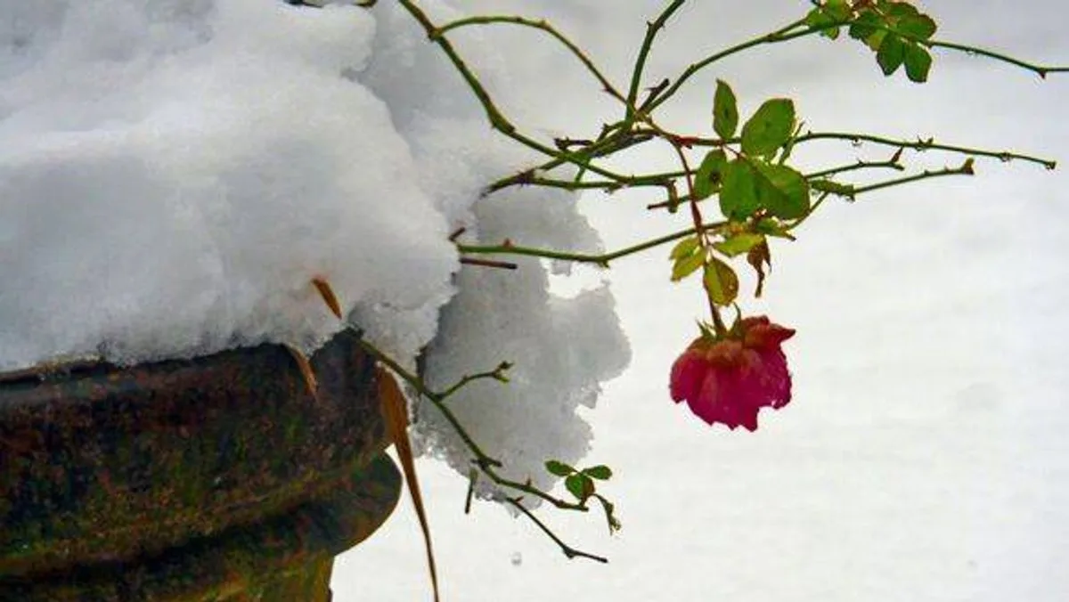 Protect Roses From Snow Damage With One Simple Item