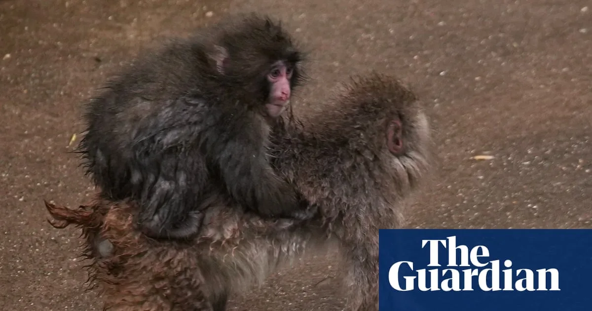 Punch the Baby Macaque Outgrows Ikea Toy, Joins Troop